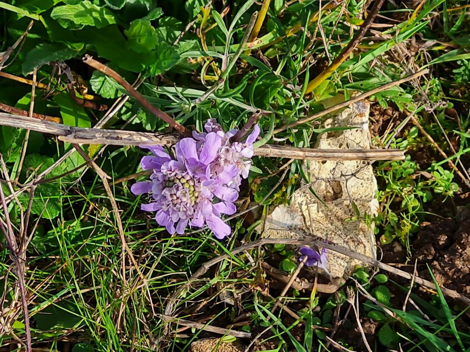 2022-11-08 22 Great Massingham.jpg