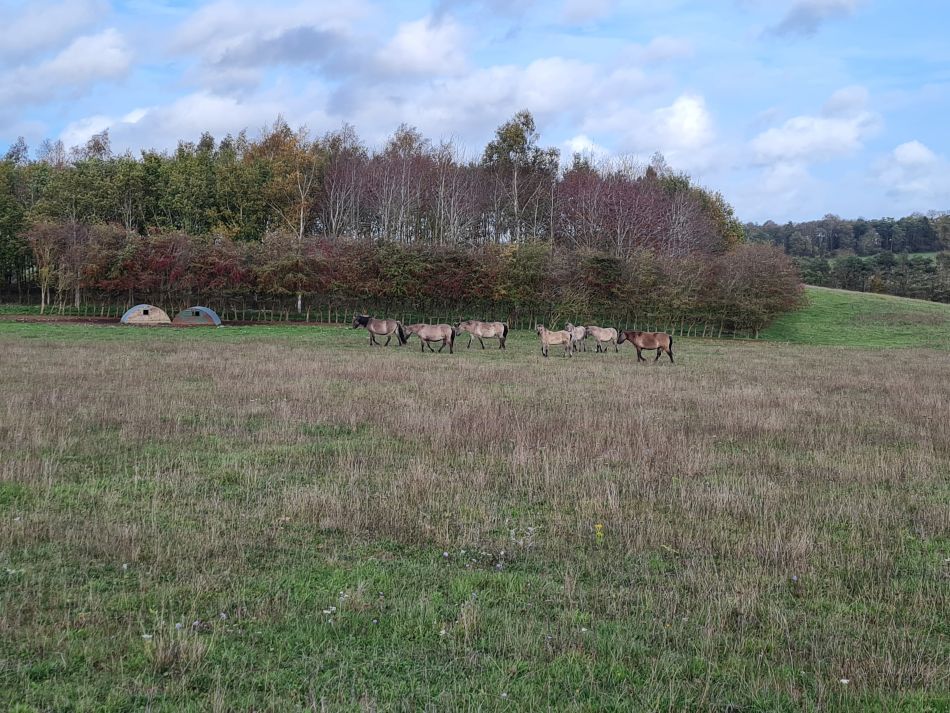 2022-11-08 24 Great Massingham.jpg