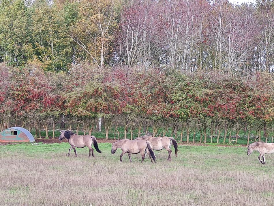 2022-11-08 25 Great Massingham.jpg