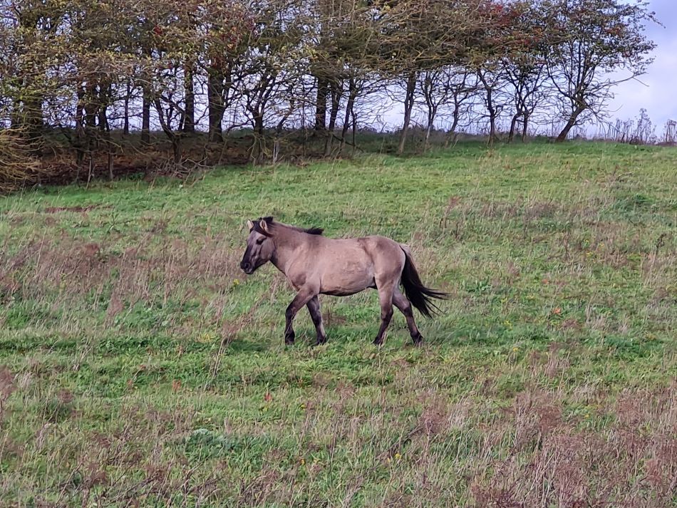 2022-11-08 26 Great Massingham.jpg