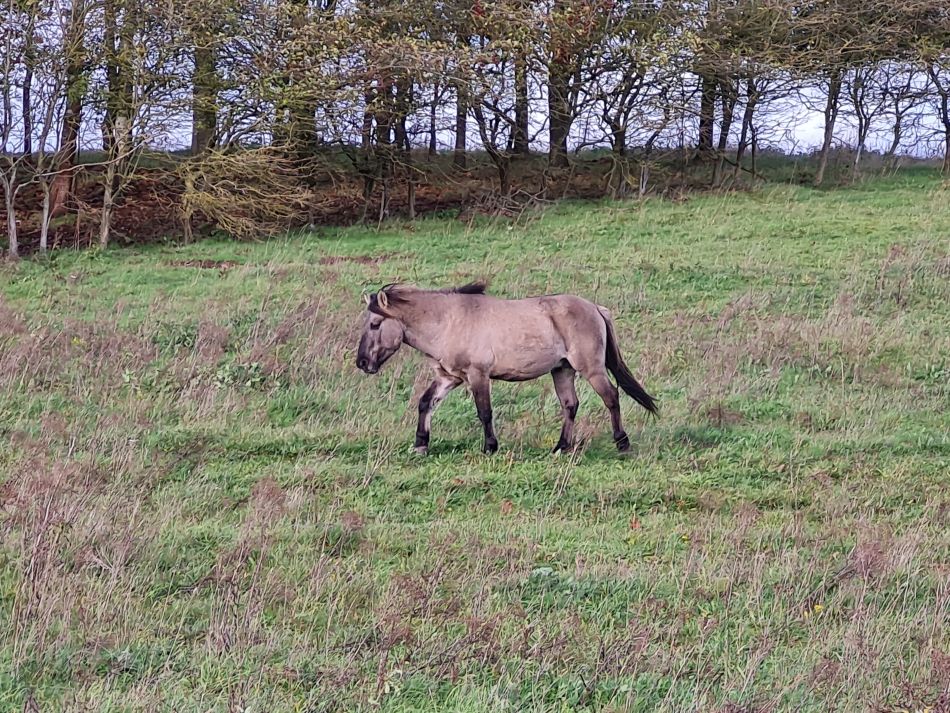 2022-11-08 27 Great Massingham.jpg