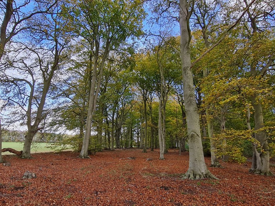 2022-11-08 30 Great Massingham.jpg