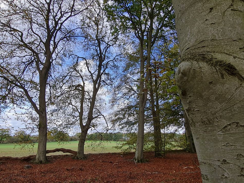 2022-11-08 31 Great Massingham.jpg