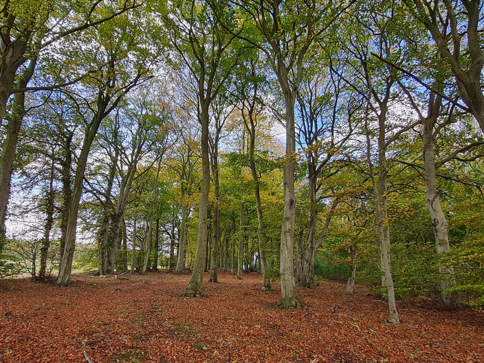 2022-11-08 32 Great Massingham.jpg