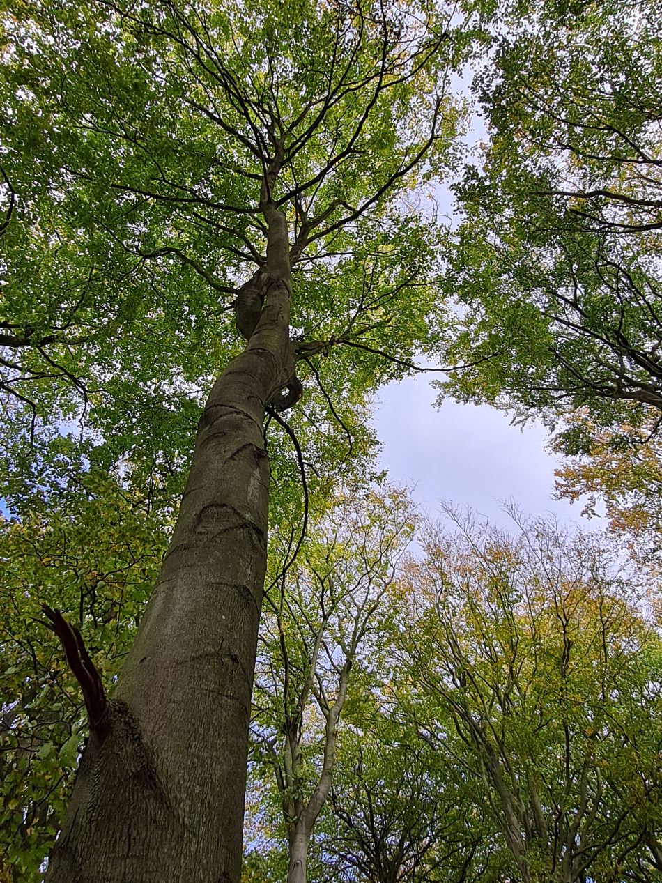 2022-11-08 33 Great Massingham.jpg