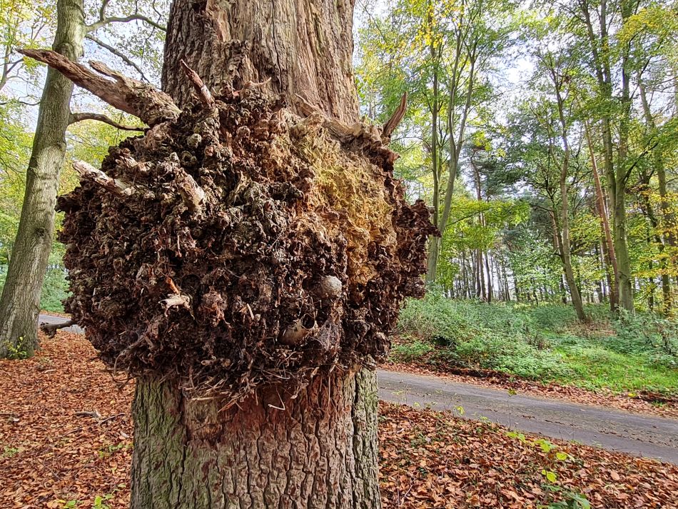 2022-11-08 34 Great Massingham.jpg