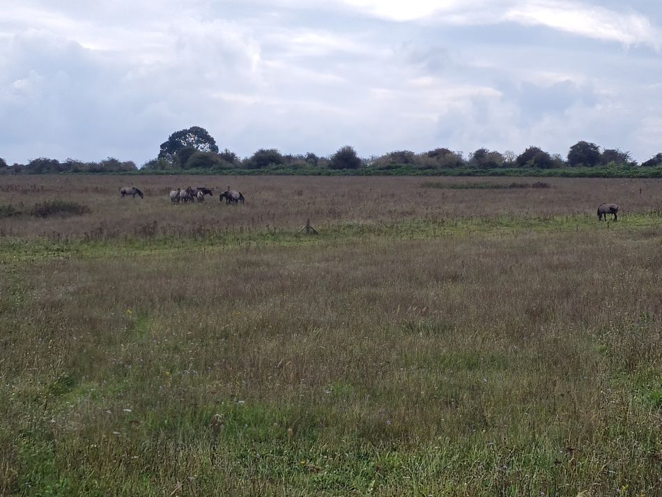 2023-09-17 10 Great Massingham.jpg