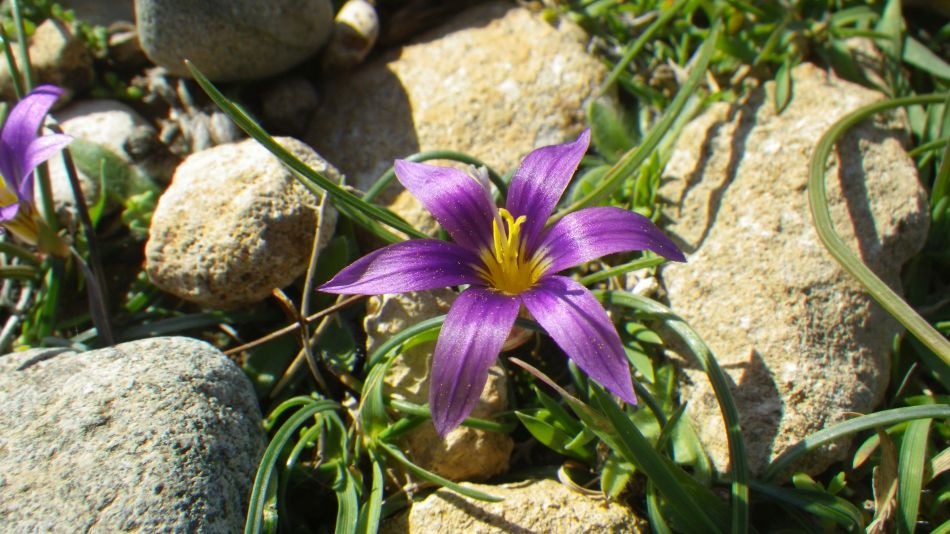 2018-01-07 02 Wild Crocus.jpg