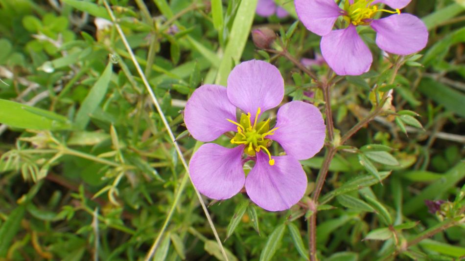 2018-01-10 01 Fagonia.jpg