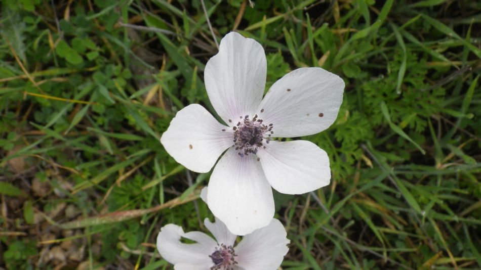 2018-01-10 04 Anemone.jpg