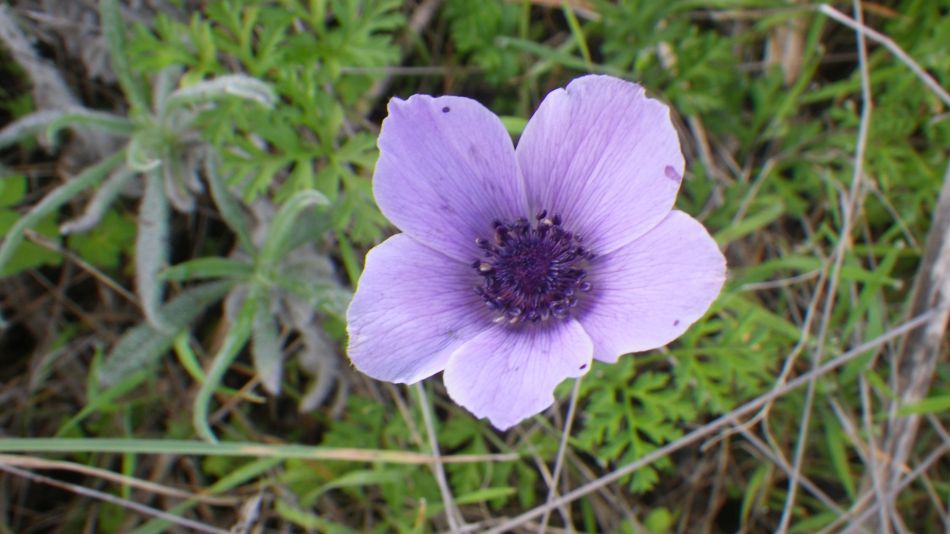 2018-01-10 07 Anemone.jpg