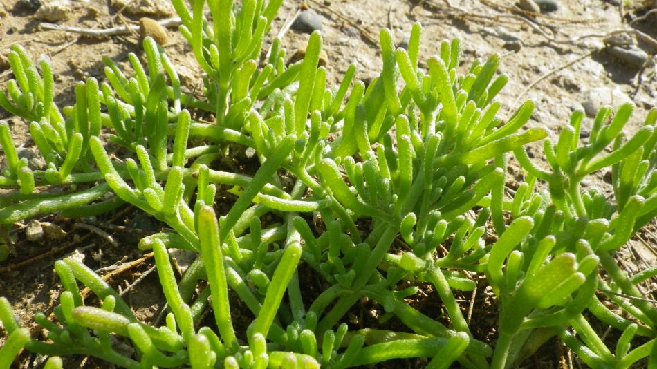 2018-01-15 02 Edible Salicornia Europea Samphire.jpg