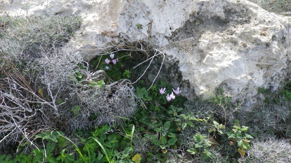 2018-01-16 08 Cyclamen on the beach.jpg