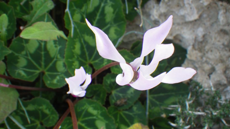 2018-01-16 09 Photos from 2018 Cyclamen on the beach.jpg