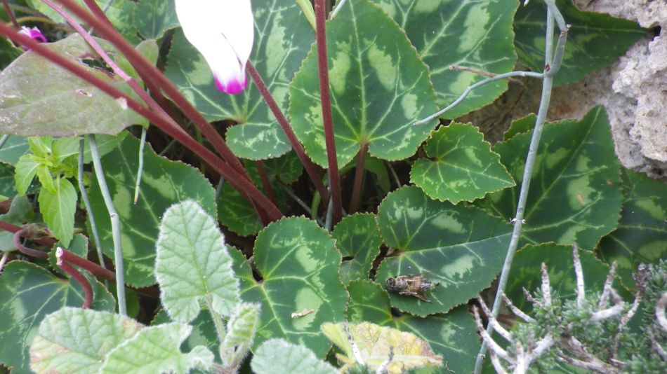 2018-01-16 13 Photos from 2018 Cyclamen on the beach.jpg