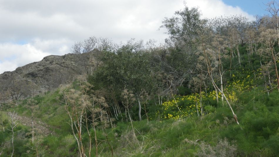 2018-01-20 17 Episkopi Walk.jpg