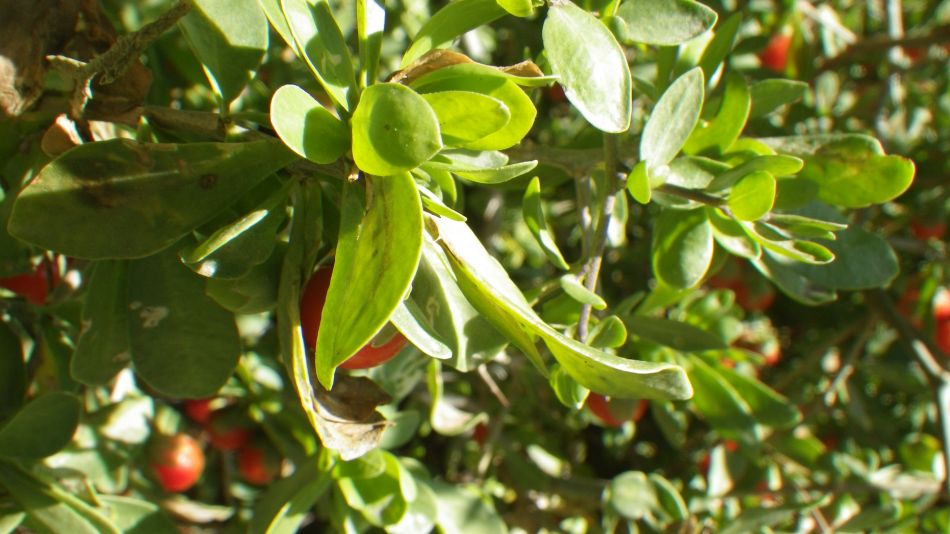 2018-01-26 05 Photos from 2018 Lycium ferocissimum.jpg