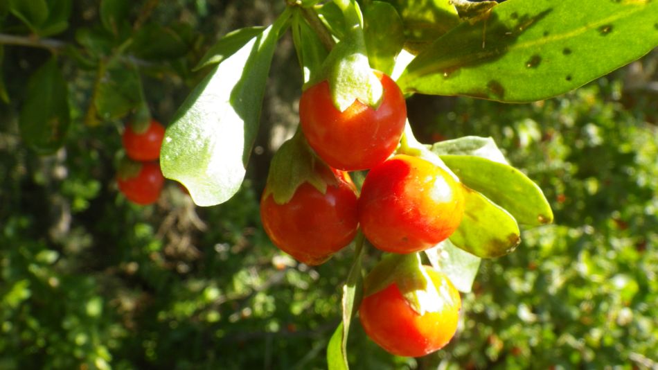 2018-01-26 06 Photos from 2018 Lycium ferocissimum.jpg