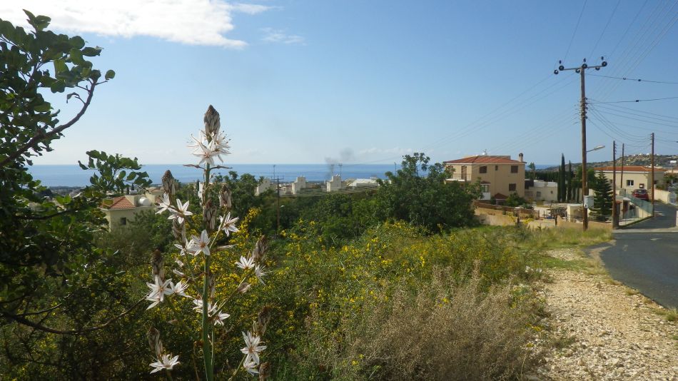 2018-01-27 04 Photos from 2018 First Asphodel Flowers.jpg