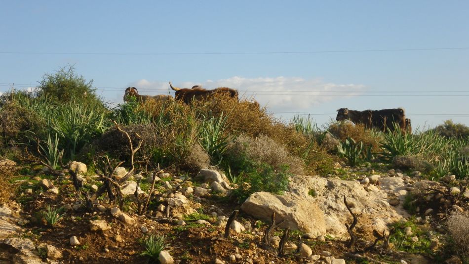 2018-01-27 25 Photos from 2018 Akoursos Area.jpg