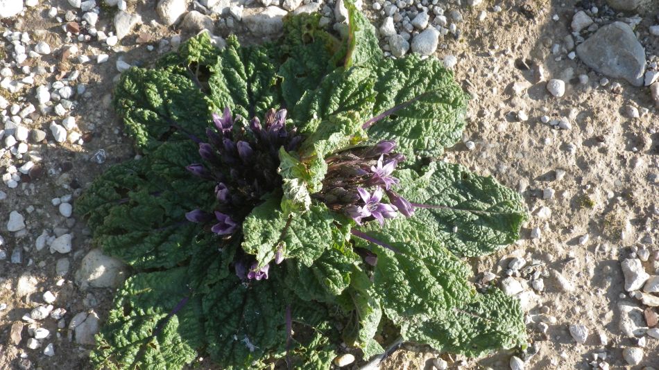 2018-01-28 02 Mandragora.jpg