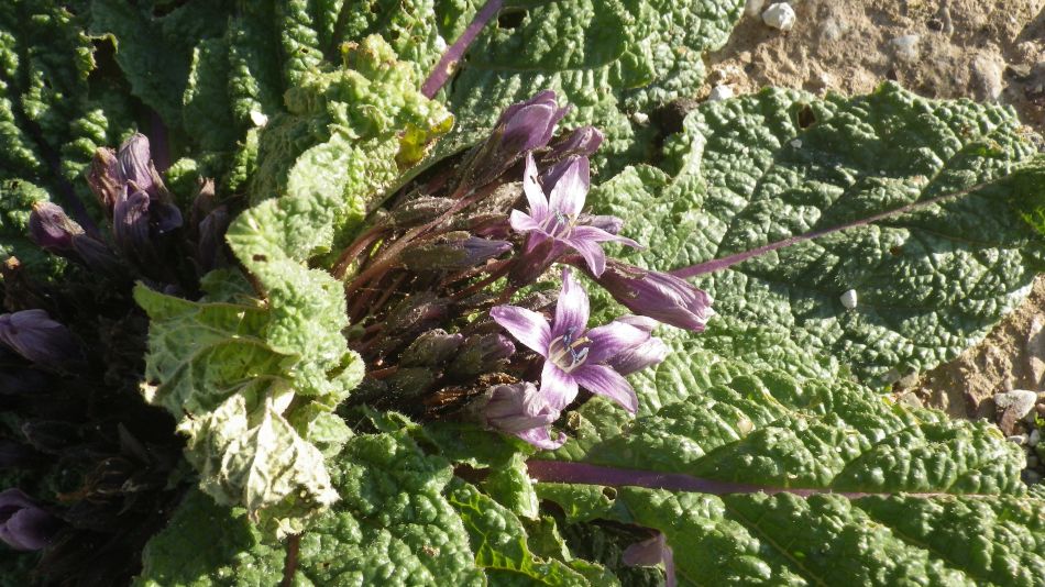 2018-01-28 03 Mandragora.jpg