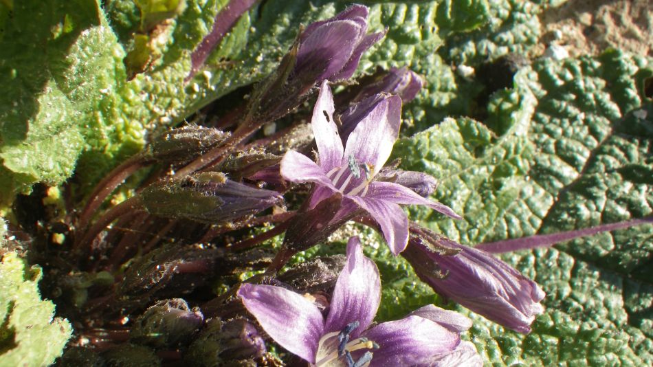 2018-01-28 04 Mandragora.jpg