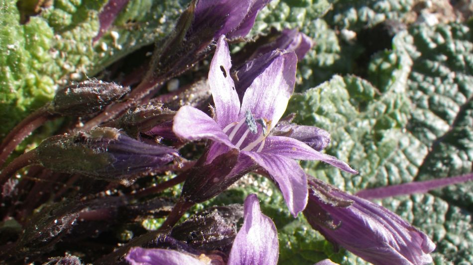 2018-01-28 05 Mandragora.jpg