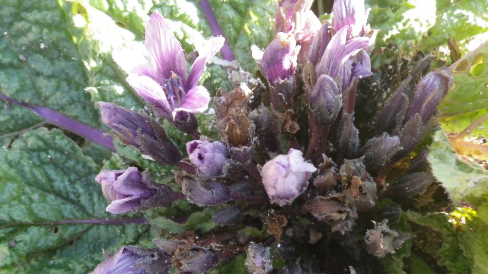 2018-01-28 06 Photos from 2018 Mandragora.jpg