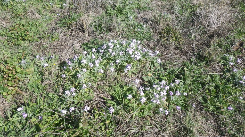 2018-01-30 05 Flowers on Beach.jpg