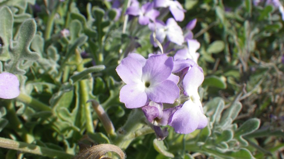 2018-01-30 06 Flowers on Beach.jpg