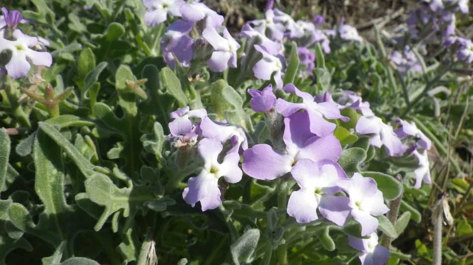 2018-01-30 07 Flowers on Beach.jpg