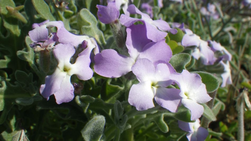 2018-01-30 08 Photos from 2018 Flowers on Beach.jpg