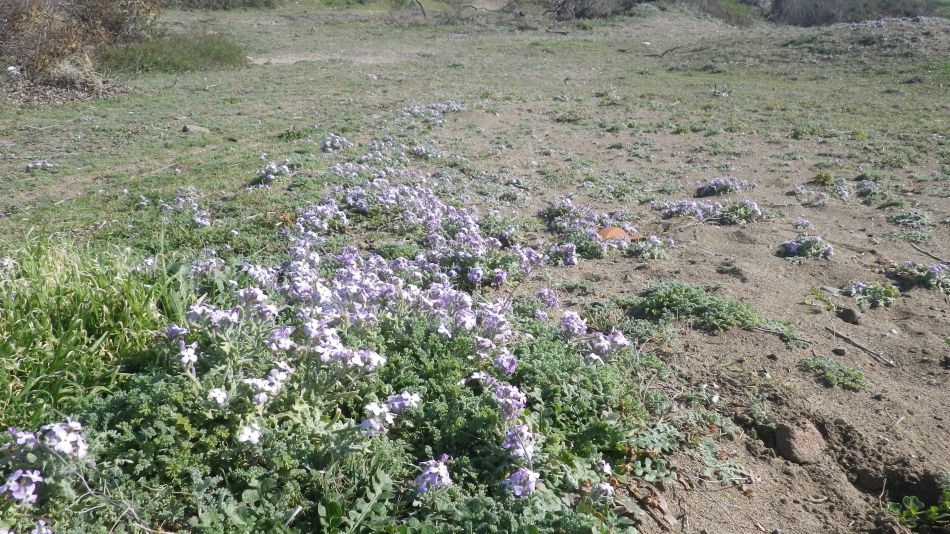 2018-01-30 09 Flowers on Beach.jpg