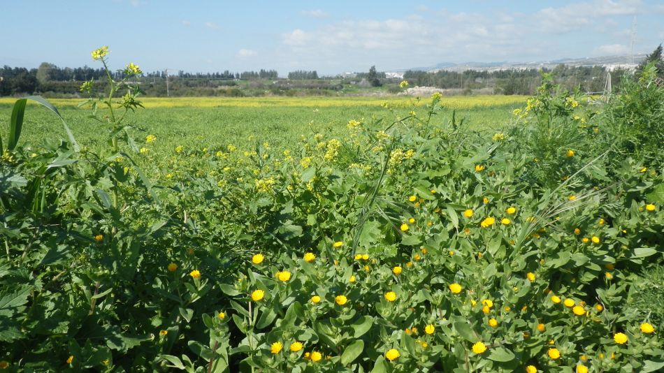 2018-01-30 13 Spring Flowers.jpg