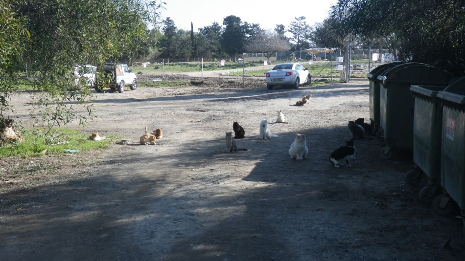 2019-01-12 01 Photos from 2019 Cats Galore.JPG