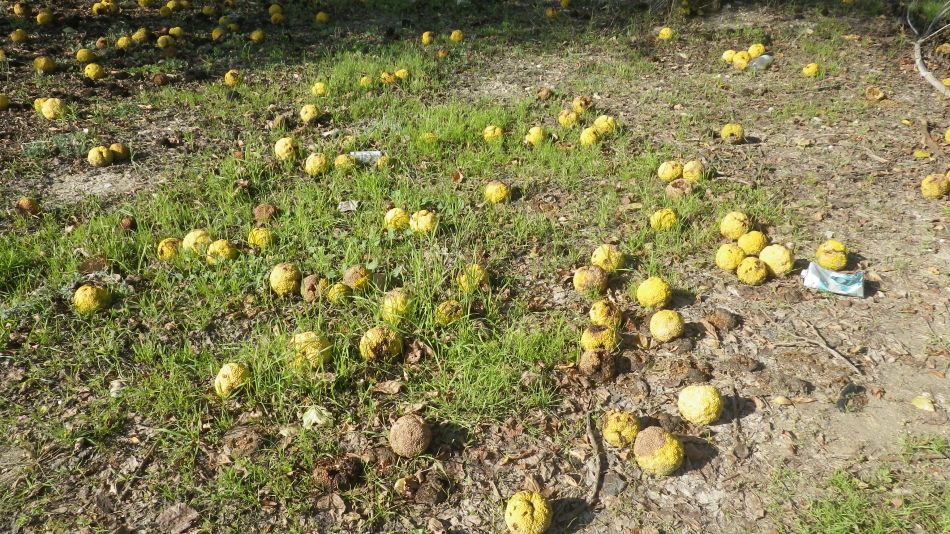 2019-01-12 03 Photos from 2019 Fruit not Balls.JPG