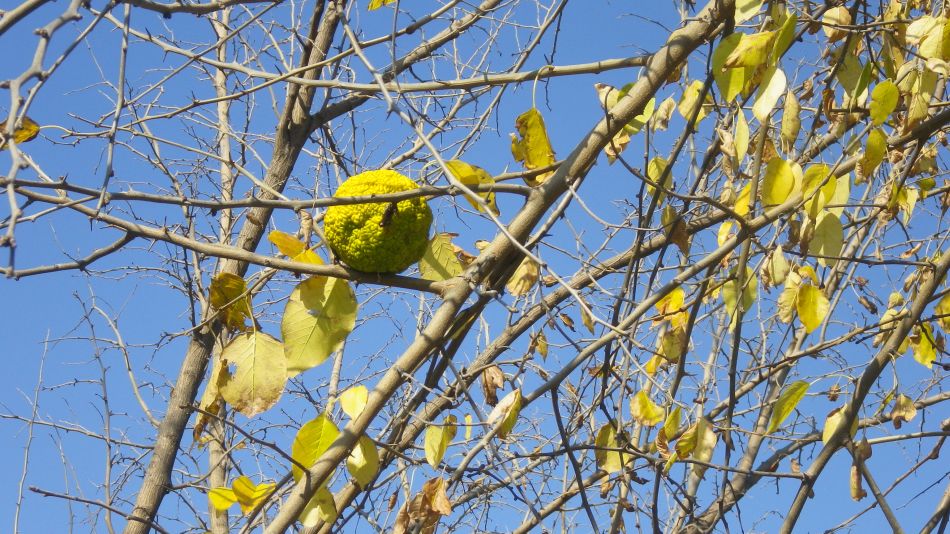 2019-01-12 04 Photos from 2019 Maclura pomifera.JPG