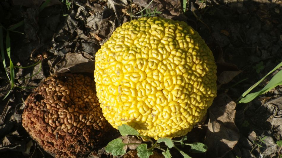 2019-01-12 05 Maclura pomifera.JPG