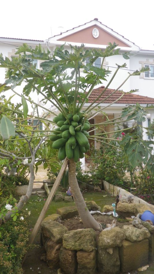 2019-01-16 01 Photos from 2019 Papaya.JPG