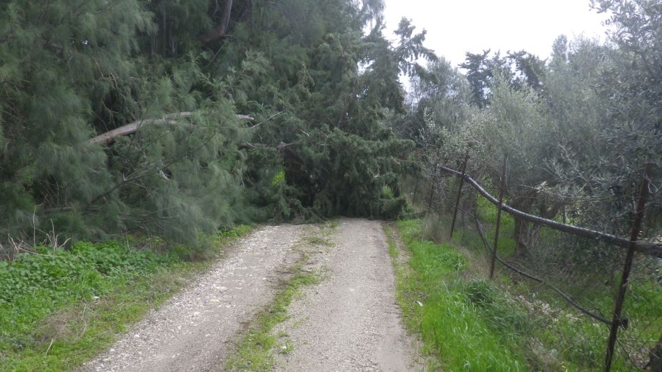 2019-01-16 02 Photos from 2019 Storm Cypress Fallen.JPG