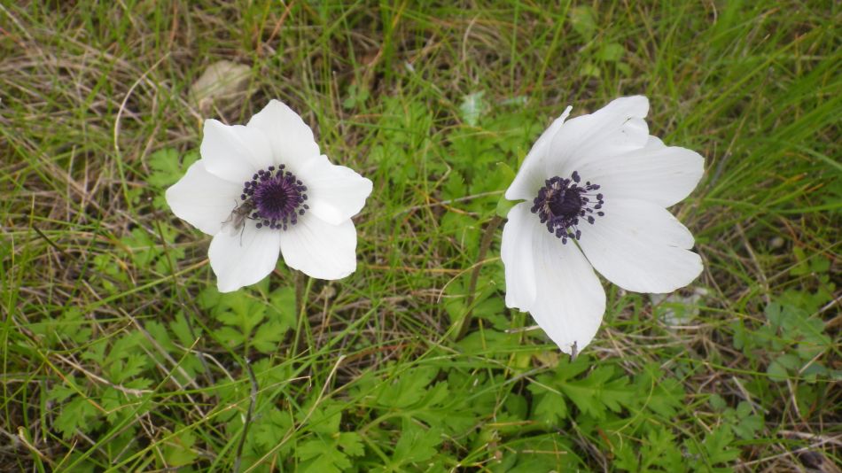 2019-01-16 04 Anemone.JPG