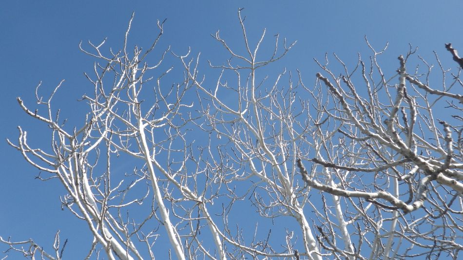 2019-01-17-03 Photos from 2019 Blue Skies.JPG