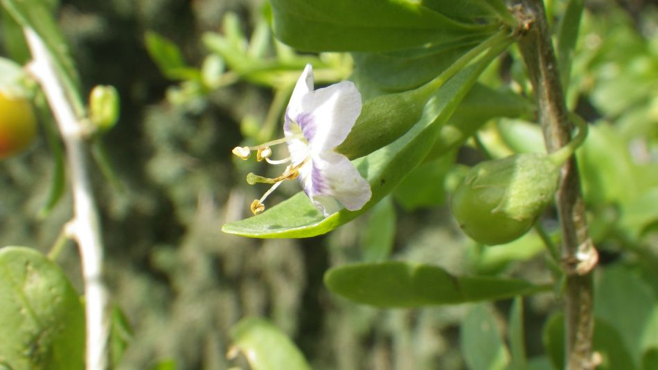 2019-01-19 03 Photos from 2019 Lycium ferocissimum.JPG