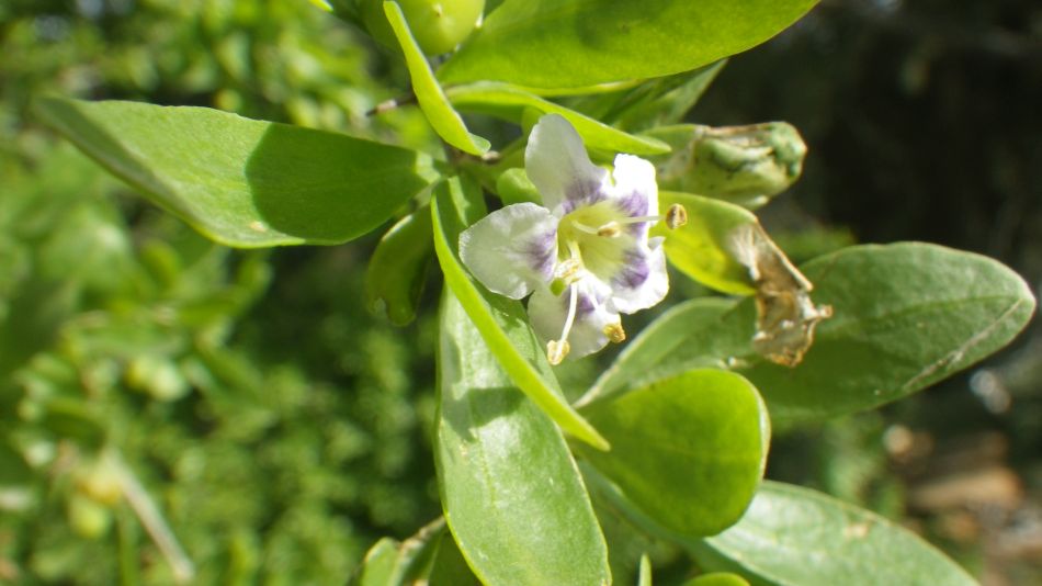 2019-01-19 04 Photos from 2019 Lycium ferocissimum.JPG