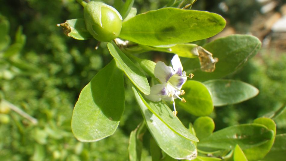 2019-01-19 05 Photos from 2019 Lycium ferocissimum.JPG