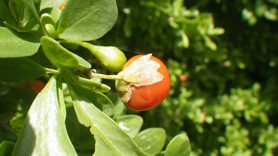 2019-01-19 06 Photos from 2019 Lycium ferocissimum.JPG