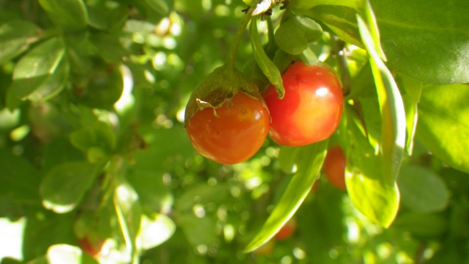 2019-01-19 07 Photos from 2019 Lycium ferocissimum.JPG