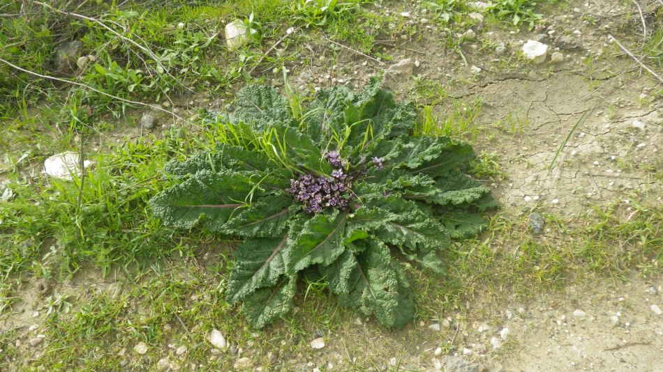 2019-01-19 15 Photos from 2019 Mandragora.JPG