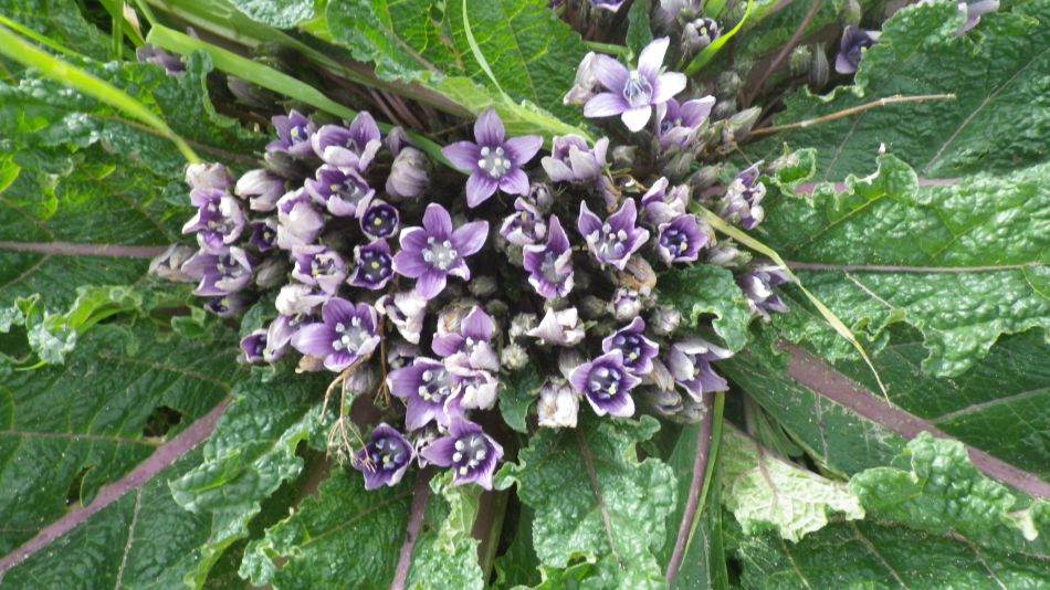 2019-01-19 16 Photos from 2019 Mandragora.JPG